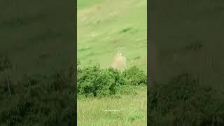 Der Felsbrocken wird immer schneller und knallt in einen Baum