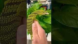 High quality captive bred Yellow Tree Monitor produced by Sundown Reptiles on MorphMarket.