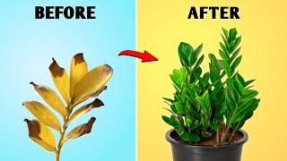 DO THIS! - Your ZZ Plant Will Grow Fast! // Zz Plant Care Tips // Zamioculcas zamiifolia