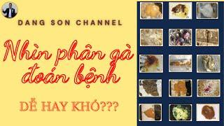 Nhìn Phân Gà Đoán Bệnh-Cách chẩn đoán bệnh|Đăng Sơn Channel