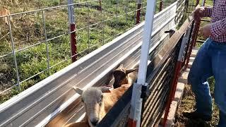 Trying out our new/temporary sheep/goat working facility