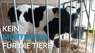 Muttertag in der Tierindustrie: Ein Blick hinter die Kulissen