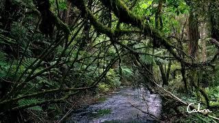 Calm | Olympic National Park Soundscape | Nature Sounds for Relaxation, Focus & Sleep