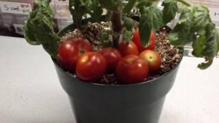 Florida Petite Tomato Huge Cherry Fruits On 5 Inch Plant