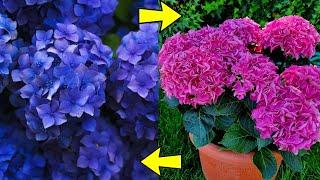 DESPUÉS de ver ESTO tu HORTENSIA nunca más se MORIRÁ! GUIA y CUIDADOS de la Hydrangea en Casa