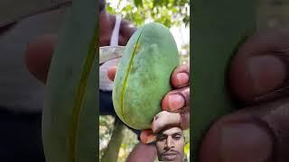 #mango #fruit #fruitcutting #cuttingskills #food #mango #mangorecipe #tree #mangotrees #shorts #yt