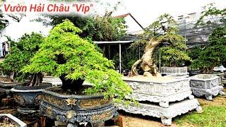 Tham Quan Vườn Hải Châu " Khủng" Nhiều Cây Cảnh BonSai Đẹp. Quang Anh An Nhơn Bình Định #0914081796