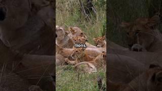 शेर बनाम बाघ: कौन जीतेगा? #animalsvideo #जनवर #trendingshorts #wildanimals #animals #wildlife