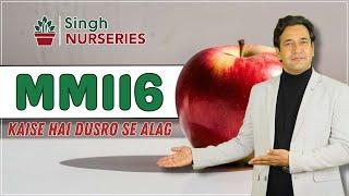 "M Series Rootstocks: Apple Farming ka Secret Weapon! M116 Rootstock: Ultimate Apple Growth"