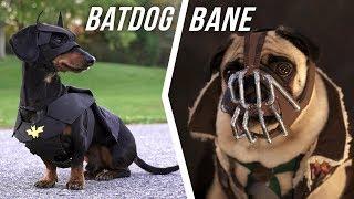 Ep #6: BATDOG vs. BANE - (Cute Dachshund & Pug in Funny Dog Video)