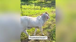  Rufus The Bull