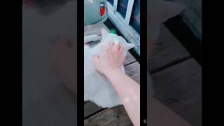미키와 째째#고양이#야옹이친구들#낮잠
