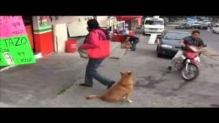 Salvan vida de perros callejeros en Nicolás Romero