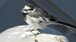 食後に一生懸命お話してくれるハクセキレイHappy talking Japanese White Wagtail