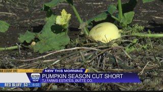 Butte County pumpkin patch blames hot weather and smoke for ending its season early