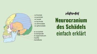 Was ist das Neurocranium? Bedeutung mit allen Knochen | Definition | Gehirnschädel (Neurokranium)