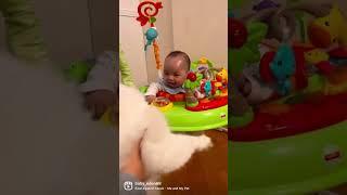 Dance with my cat #hkbaby #baby #babyandcat #ragdoll #ragdollcat #jumperoofisherprice #jumperoo