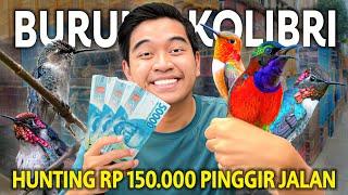 HUNTING RP 150.000 DAPET KOLIBRI SEBAGUS INI DI PASAR BURUNG PINGGIR JALAN TERLENGKAP!