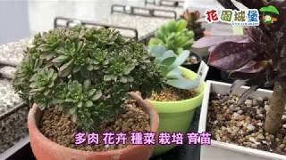 育苗盤陽台花架 安裝示範 陽台架 多肉架 多肉花架 磚牆花架 圍牆架 可伸縮掛架 磚牆掛架 #花園城堡園藝資材倉庫