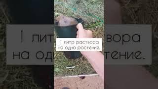 Опадают завязи на огурцах?Супер-подкормка решит эту проблему.