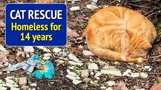 Cat Rescue - Homeless for 14 years.