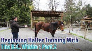 Beginning Halter Training With The B.C. Wildie - Part 2