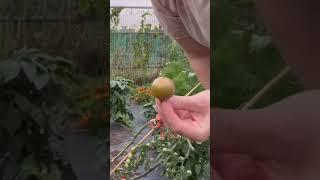 Harvesting my favourite  tomatoes #garden #allotmentlife #allotmentgardening ￼