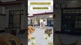 回村家里给安排的相亲 #猫meme #猫meme剧场 #搞笑 #cat