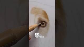 Sneaky Peek! Drawing Kassie the Cocker Spaniel – Starting with the Eyes 