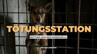 ENDSTATION | Rettung aus der Hölle - Die Wahrheit über Tötungsstationen in Ungarn