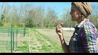 Rise and Shine with Early Girl's Organic Farm