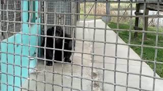 Meet Kiley's Family - Save the Chimps