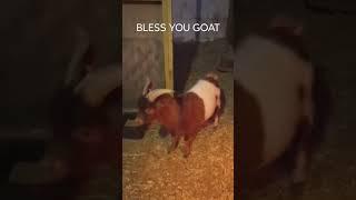 GOAT SNEEZE! #homesteading #alphaacres #goats #farmlife #therealgoat #thegoat #goat