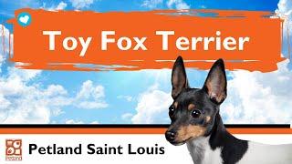 Toy Fox Terrier Puppies | Fun Facts & Personality Traits