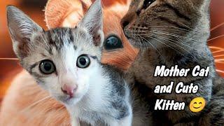 Cute Kitten and Mother Cat