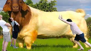 Worlds Biggest Boer Goats | Boer Bakri | Full Documentary By AJ Cattle info