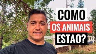 OLHA O QUE ACONTECEU COM O SÍTIO NA MINHA AUSÊNCIA