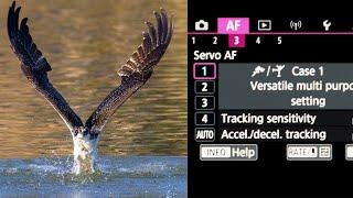 The MOST IMPORTANT SETTINGS To Change FOR WILDLIFE PHOTOGRAPHY On The CANON R5 & R6