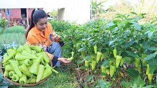 Country chefs: Harvest banana pepper and cooking - Delicious country food recipe