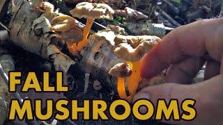 Fall Mushroom Foraging | YELLOWFOOT Chanterelles & Puffballs | Wild Mushrooms of Northern Ontario