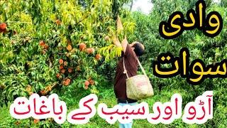 Swat Valley Tour I Swat Travel Vlog I swat Pakistan