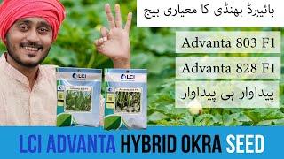 Bhindi ka hybrid Beej | Advanta 803 and advanta 828 hybrid f1 LCI | fertilizer plan | Kisan Ghar