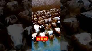 Qurbani Ka Janwar | Big Breeder  #bakra#viralvideo#eiduladha#trendshort#animallover#bull# video