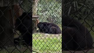 Bears trying to stay cool in the South Florida heat ️