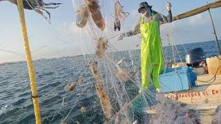 pesca ribereña temporada 2023 2024 buenísima captura de camarón  asul tripulación la tostacha 