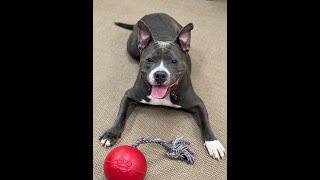 Adoptable Dogs and Cats at Best Friend Dog and Animal Adoption Inc  April 2, 2023