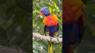 Rainbow Lorikeet Busts a Move!  #DancingBird #viral #birds #animals