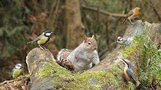 Videos for Cats to Watch - Birds and Squirrels on The Forest Log