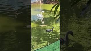 #หงส์ขาว #muteswan #shorts #บ้านสวนฟาร์มbybb #หงส์ #swan #สตูอี๊ #วีน่า #animals #birds