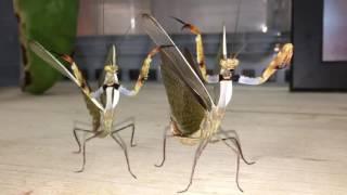 Viral Video UK: Parasphendale mantis males saying hello